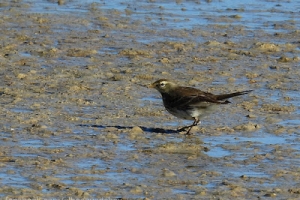 Bisbita alpino, Anthus spinoletta. Water pipit.